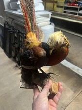 Goldfasan Tierpräparat