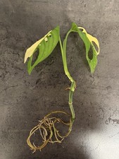 Monstera Adansonii Albo