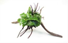 Anubias barteri var. nana auf Spiderwood (ca. 15 bis 25cm) Pflanze Deko Wurzel