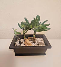 Mini Pre-Bonsai Wald (Yose-ue)