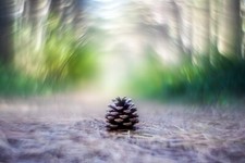 Sony E Fit Helios 44M Objektiv Petzval Modifikation verträumt wirbelnd Bokeh Engelsflügel