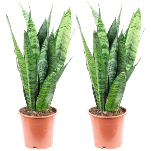 2er set sansevieria black - sansevieria, 'black