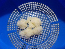 Kefir Knollen Kefirknollen