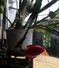 Kaktus Ableger Epiphyllum ROT