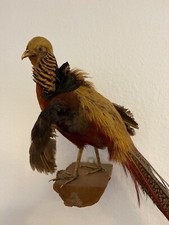 Schöner Goldfasan Golden