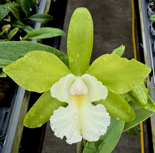 Cattleya jade snowtiger select - cattleya,