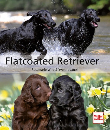 Flatcoated retriever - flatcoated, |