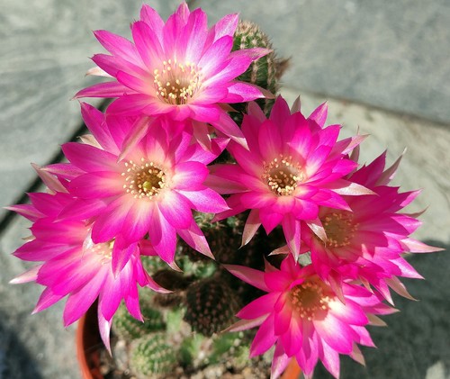 Chamaecereus inselglück cm - ,