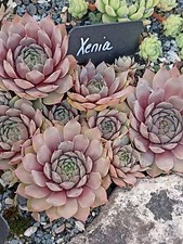 2x Kindel Sempervivum * Xenia