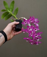 Dendrobium Parishii - Blühstarke Pflanze Im Topf