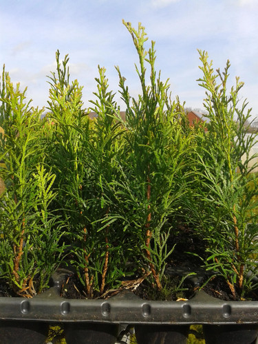 500x thuja smaragd 20cm - 20-500x,