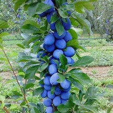Säulen-Pflaumenbaum Fruca -