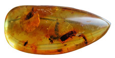 BERNSTEIN COPAL mit