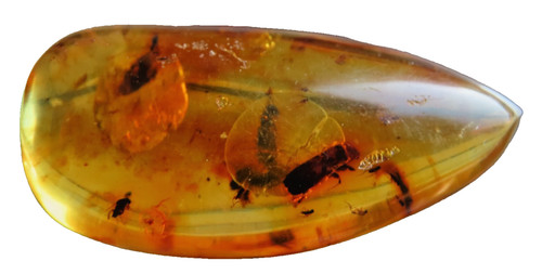 Bernstein copal mit - bernstein,