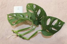 Monstera Adansonii