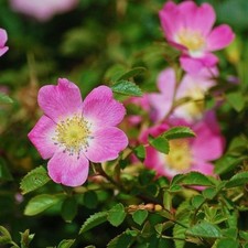 Weinrose Schottische Zaunrose