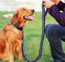 Set Hundehalsband u Leine