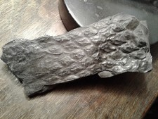 Fossilien,Versteinerung,Flora