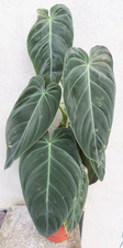 Philodendron melanochrysum Nr
