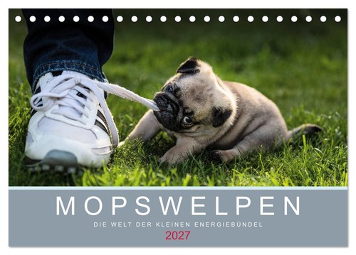 Mopswelpen tischkalender 2027 - mopswelpen,
