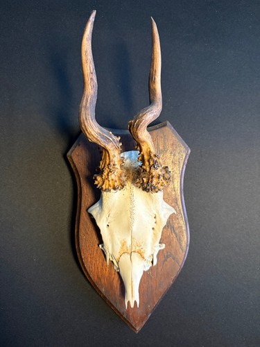 Jagdtrophäe bock jagd - jagdtrophäe,