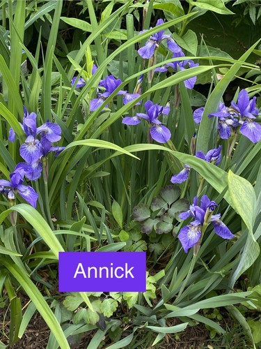 Iris sibirica annick 1 - iris,