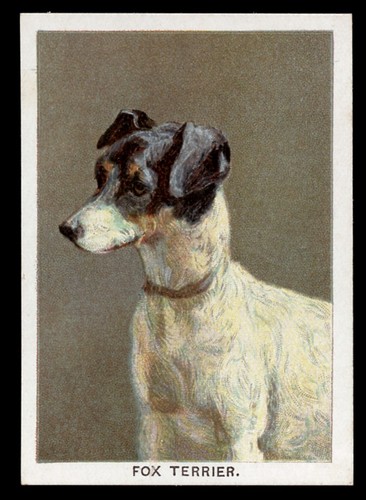 Smooth fox terrier walker - terrier,