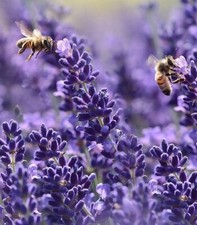 Blauer Lavendel frostharte Blumen winterharte Pflanze für den Balkon Garten Topf