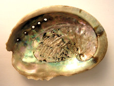 Paua Abalone Muschel NATUR