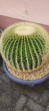 Echinocactus Grusonni, Grosse