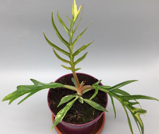 Philodendron Tortum aurea