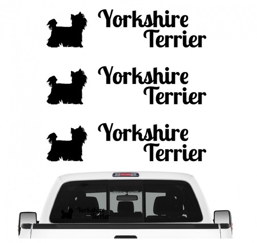 Yorkshire terrier yorkie - yorkshire,