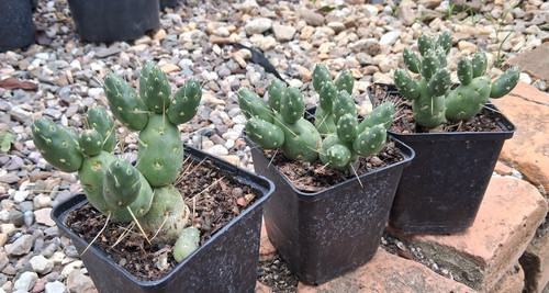 Tephrocactus ovata frosthart