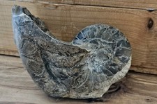 Nautilus, Yorkshire Jurrasic