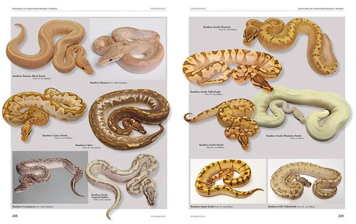 Python regius atlas of - regius,