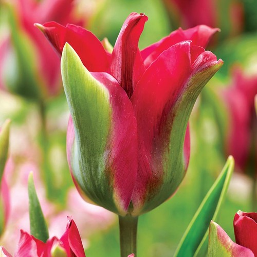 Tulpen blumenzwiebeln zwiebeln - tulpen,