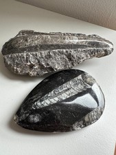 Ammonit Mineral 13 cm lang