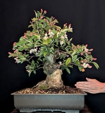BONSAI APFELBAUM MALUS