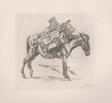 Maultier mule Esel donkey