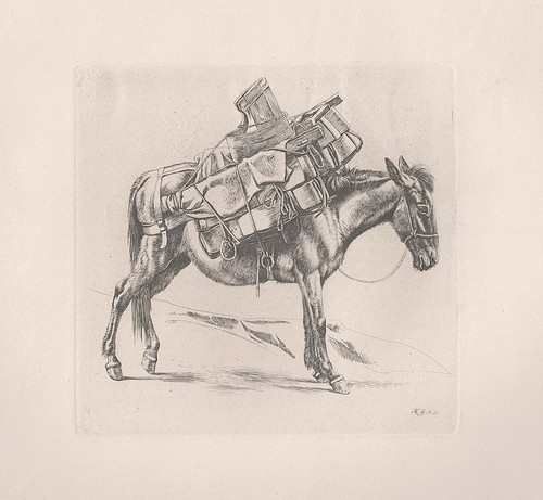 Maultier mule esel donkey - maultier,