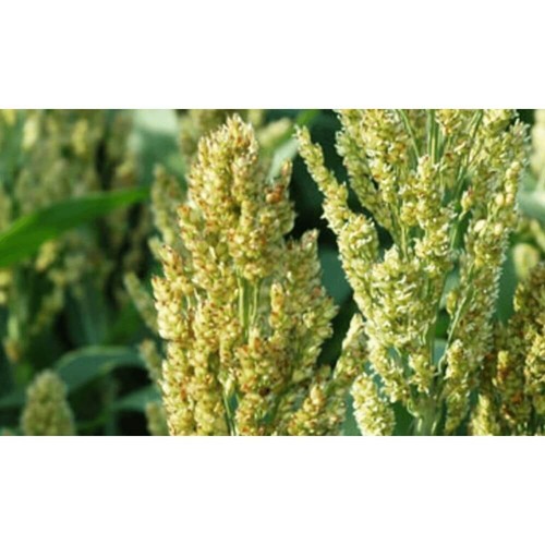 Sudangras bovital kg - 25,