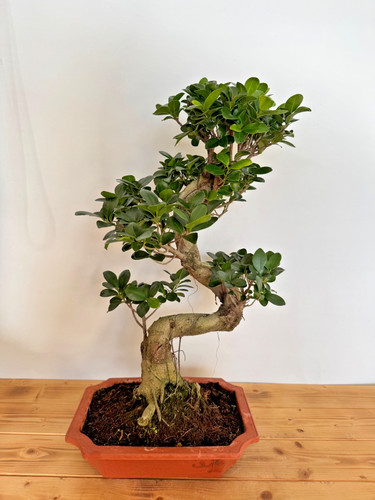 Bonsai ficus microcarpa - ficus, nr