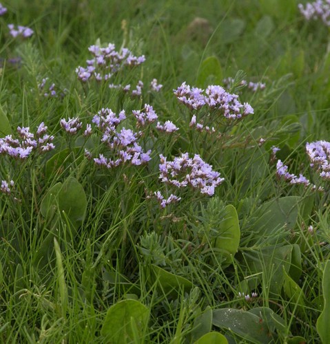 Strandflieder limonium - -,