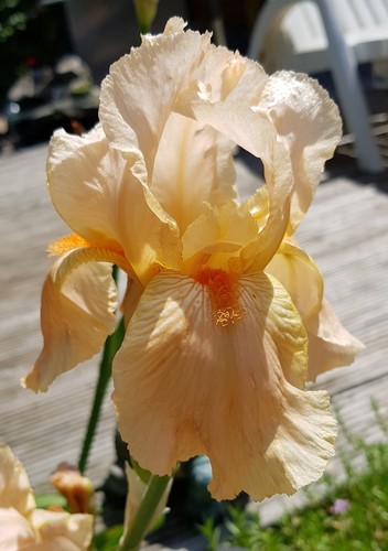 Schwertlilie iris - schwertlilie,,