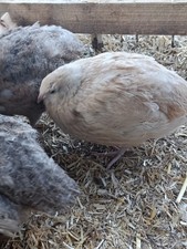 Bruteier Wachteln MIXE