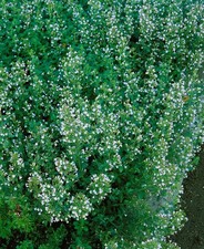 Calamintha nepeta 'Blue