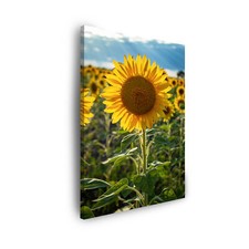 Leinwand-Bilder Pflanzen Botanik Sonnenblumenfeld Größe 30x40 cm bis 80x120 cm