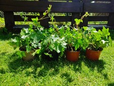 12x Efeu Hedera Helix