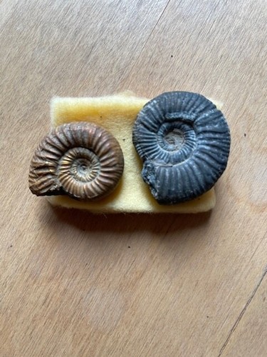 Gold u silberschnecke - , gold,-u.silberschnecke