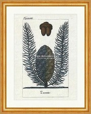 Zamia Palmfarne Epiphyt Zamioideae Sarcotesta Cycadopsida Buffon 391 Gerahmt